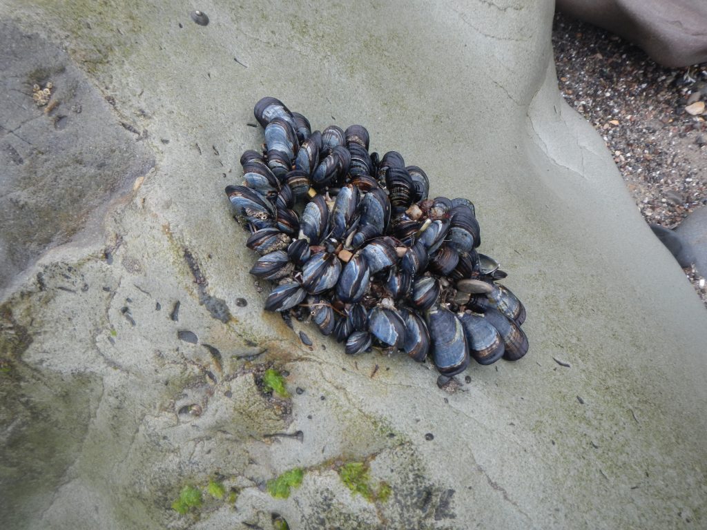 Mussels on a rock near Faria Beach County Park. Mussels in this area will be sampled as part of the assessment.