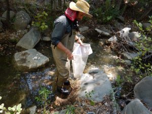 Field technician preparing to collect macroinvertebrate samples. macroinvertebrates are bio-indicators of water quality and stream health.