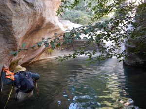 Blue Tomorrow field technician carefully wades across large bedrock pool to get measurements of the pools length and count steelhead.